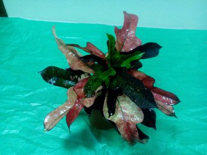 Цветочки - IMG_20151102_212045.jpg