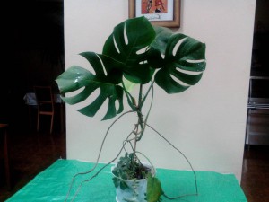 Цветочки - IMG_20151102_203523.jpg