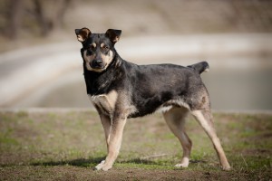 МУШКА-ЧУДОМ СПАСЕНА ОТ ОТСТРЕЛА,ЗАМЕЧАТЕЛЬНАЯ ДОМАШНЯЯ,СЕМЕЙНАЯ СОБАКА,ОЧЕНЬ ХОЧЕТ СНОВА БЫТЬ ДОМАШНЕЙ СРОЧНО ИЩЕМ ДОМ. - 0_96da9_dbc18f00_XL.jpg