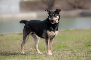 МУШКА-ЧУДОМ СПАСЕНА ОТ ОТСТРЕЛА,ЗАМЕЧАТЕЛЬНАЯ ДОМАШНЯЯ,СЕМЕЙНАЯ СОБАКА,ОЧЕНЬ ХОЧЕТ СНОВА БЫТЬ ДОМАШНЕЙ СРОЧНО ИЩЕМ ДОМ. - 0_96dab_81195c3c_XL.jpg