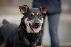 МУШКА-ЧУДОМ СПАСЕНА ОТ ОТСТРЕЛА,ЗАМЕЧАТЕЛЬНАЯ ДОМАШНЯЯ,СЕМЕЙНАЯ СОБАКА,ОЧЕНЬ ХОЧЕТ СНОВА БЫТЬ ДОМАШНЕЙ СРОЧНО ИЩЕМ ДОМ. - 0_96db7_c37c8b10_XL.jpg