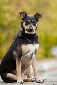 МУШКА-ЧУДОМ СПАСЕНА ОТ ОТСТРЕЛА,ЗАМЕЧАТЕЛЬНАЯ ДОМАШНЯЯ,СЕМЕЙНАЯ СОБАКА,ОЧЕНЬ ХОЧЕТ СНОВА БЫТЬ ДОМАШНЕЙ СРОЧНО ИЩЕМ ДОМ. - 0_9b2b7_2e5b5d51_L.jpg