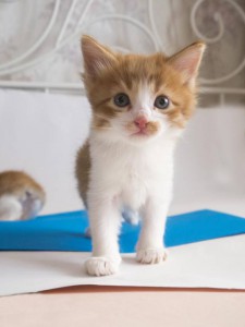 Котик Персик