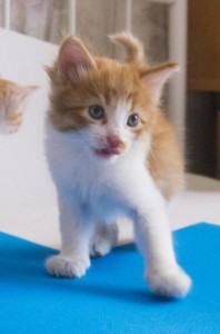 Котик Персик