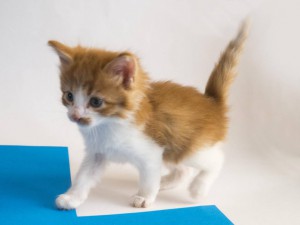 Котик Персик