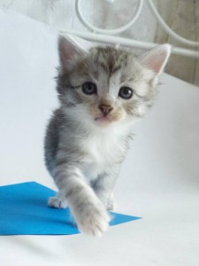 Красивая кошечка-котенок в дар 1,5 месяца - elektra1.jpg