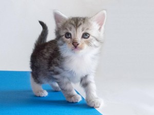 Красивая кошечка-котенок в дар 1,5 месяца - elektra2.jpg