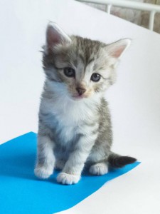 Красивая кошечка-котенок в дар 1,5 месяца - elektra4.jpg