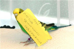 ПРИМУ В ДАР ПОПУГАЙЧИКА - 2015-11-08 19.15.20.jpg