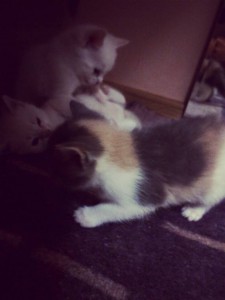 Маленькие котята - image.jpeg