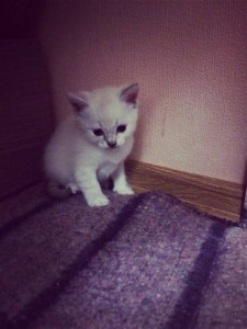 Маленькие котята - image.jpeg