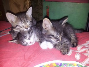 Отдам даром котят  - 4_otUg3OThE.jpg