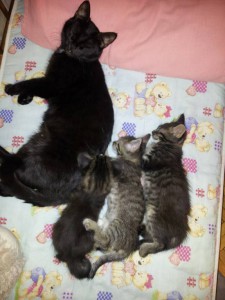 Отдам даром котят  - Kq9P2Bstb4U.jpg