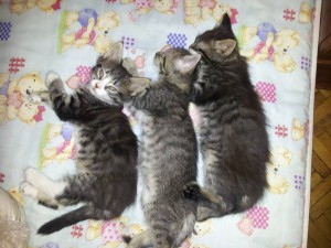 Отдам даром котят  - oCVyqIHGnTo.jpg