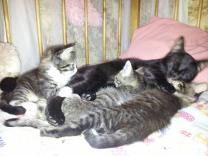 Отдам даром котят  - YfzpD_krhNA.jpg