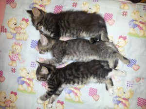 Отдам даром котят  - zvwSY2QuD3M.jpg