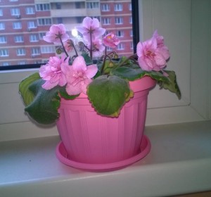 Розовая обычная