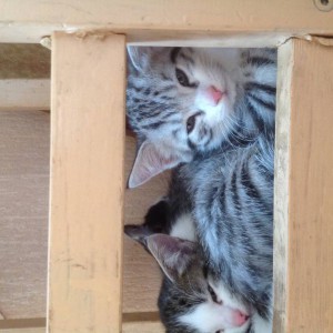 Котята в дар - image.jpg