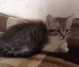 Котята в дар - image.jpg