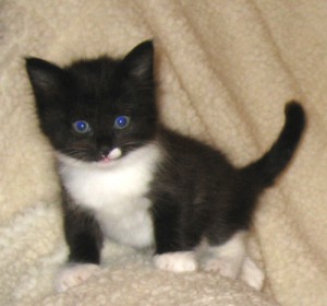 Отдам даром в Москве Митино - глаза голубые.JPG