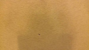 Отдам даром диван - image-4bd5f97cd2a1fa57688d1c04ad9aaa9983adf0793e844ca3b7fe50220a6a1903-V.jpg