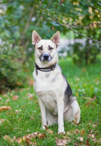 Собачка Нора в добрые руки  - image-1.jpg