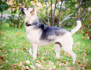 Собачка Нора в добрые руки  - image-3.jpg