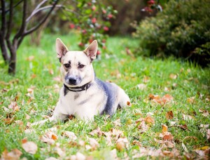 Собачка Нора в добрые руки  - image-4.jpg