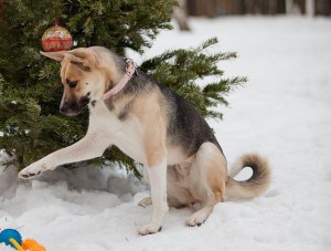 Собачка Нора в добрые руки  - image-6.jpg