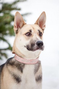 Собачка Нора в добрые руки  - image-5.jpg