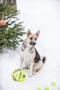 Собачка Нора в добрые руки  - image-8.jpg