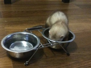 Приму в дар хорька - image.jpeg