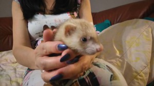 Приму в дар хорька - image.jpeg