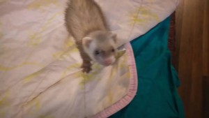 Приму в дар хорька - image.jpeg