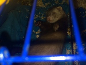 Приму в дар хорька - image.jpeg