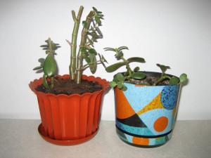 Отдам цветы - IMG_0688.JPG