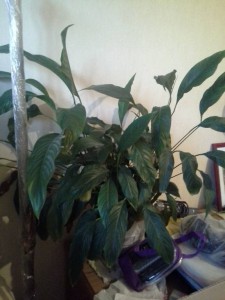 Отдам цветы в хорошие руки - 20151129_172933.jpg