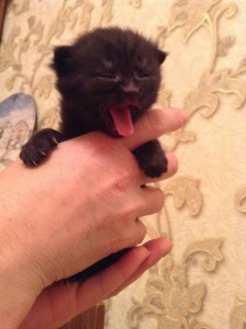 Домашние котята в дар - image.jpeg