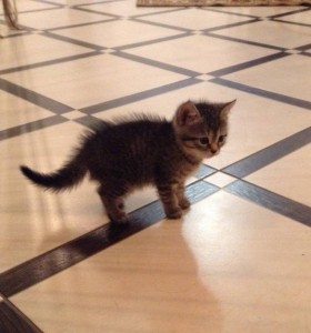 Домашние котята в дар - image.jpeg