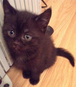 Домашние котята в дар - image.jpeg