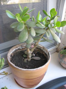 Цветы - Вещи 011.jpg