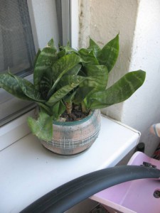 Цветы - Вещи 012.jpg