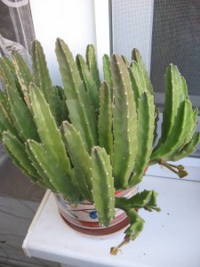 Цветы - Вещи 013.jpg