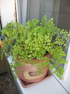 Цветы - Вещи 014.jpg