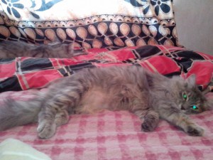 Даром ласковая кошка - di713POaTdI.jpg