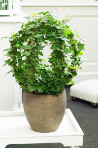 Приму в дар плющ с мелкими листьями - плющ.jpg