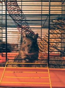 Дегу в добрые руки,срочно  - IMG_20151209_181933~2.jpg