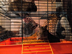 Дегу в добрые руки,срочно  - IMG_20151209_181830~2.jpg