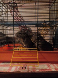 Дегу в добрые руки,срочно  - IMG_20151209_181749.jpg