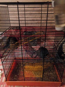 Дегу в добрые руки,срочно  - IMG_20151209_181518.jpg